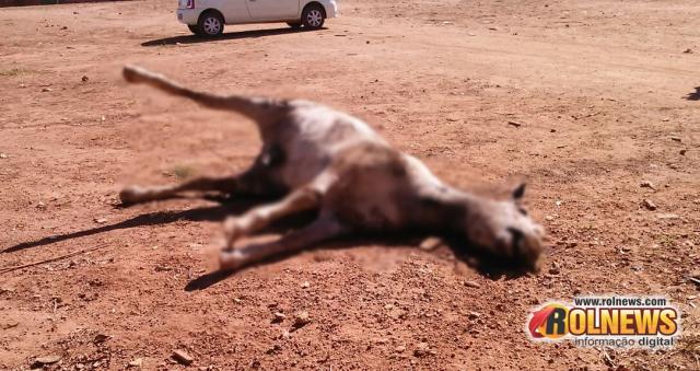 Cavalo morto em mata incomoda moradores da região Oeste de Franca